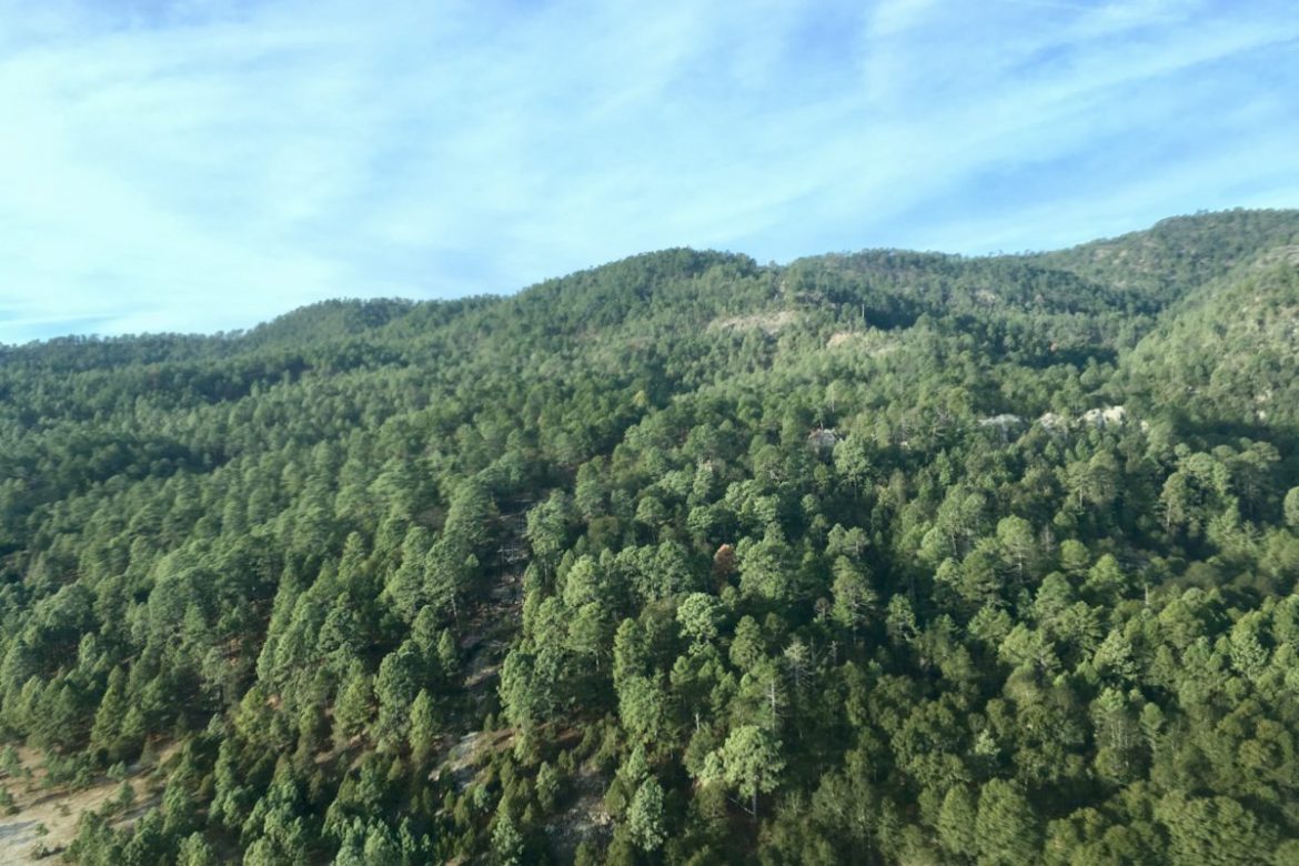 LA VEGETACIÓN COMO SUMIDERO DE DIÓXIDO DE CARBONO