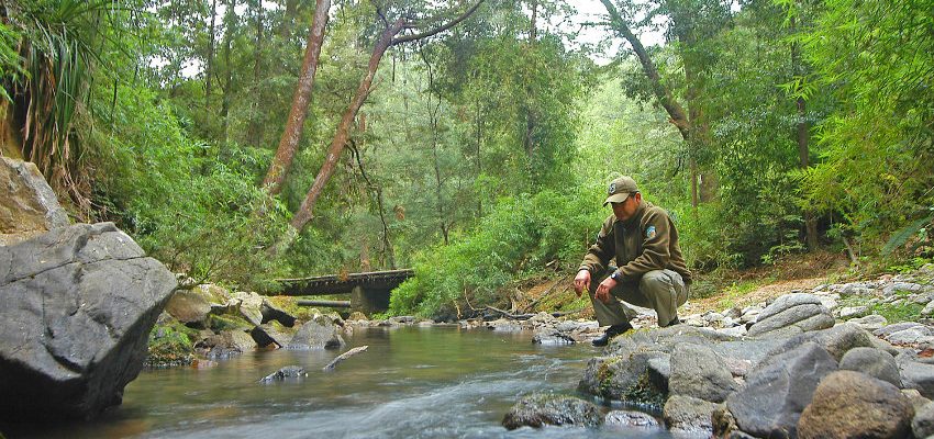 LINEA DE ALTA TENSION AMENAZA AISLAR RESERVA NONGUEN