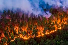 Monocultivos y Mega Incendios Forestales
