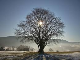 Reflexiones Sobre el Solsticio de Invierno