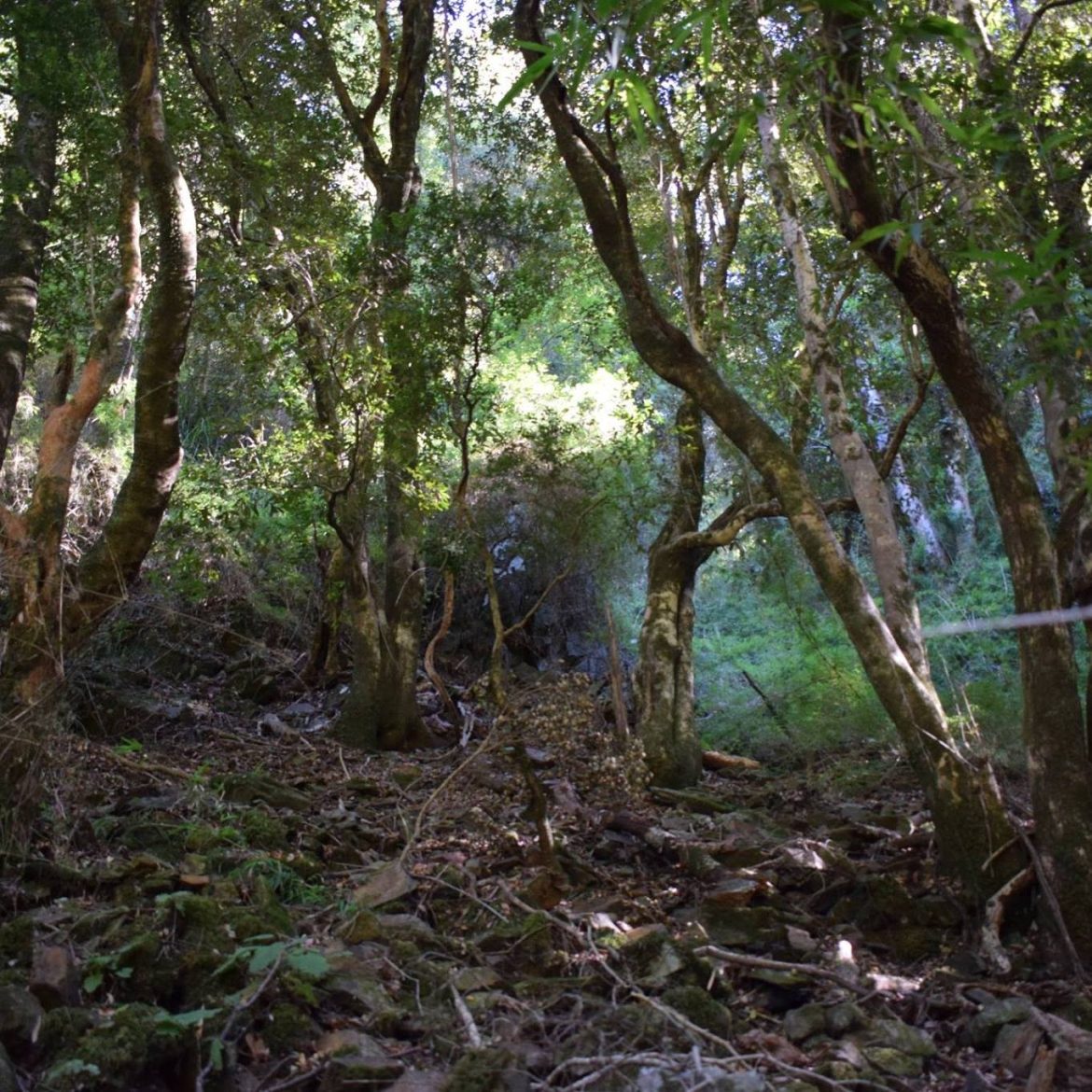 PERSONAS ASEGURAN PROPIEDAD DE TERRENOS EN EL PARQUE NACIONAL NONGUÉN